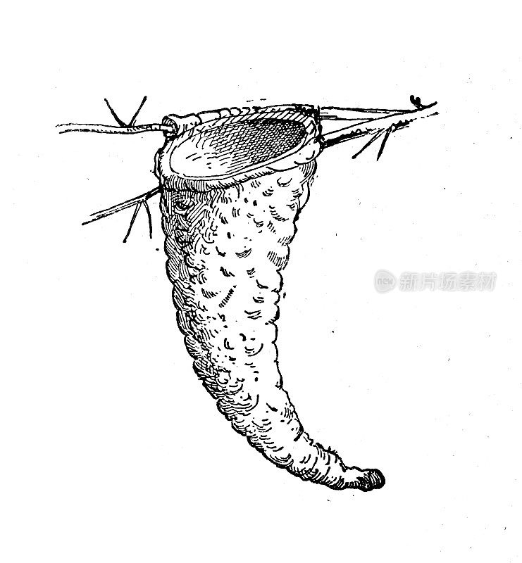 古董插画:巢，斑点捕蝇草(Muscicapa striata)